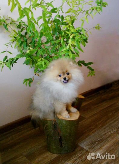 Шпиц мальчишка