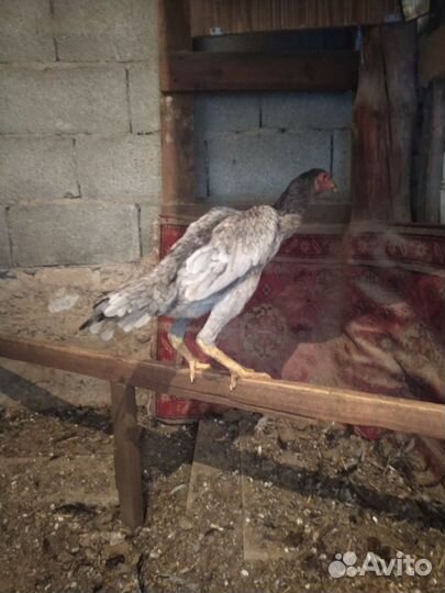 Бойцовые петухи