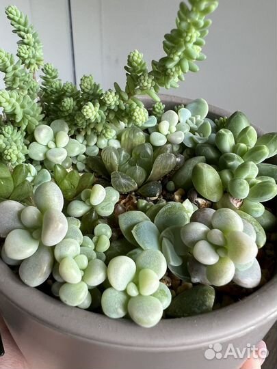 Флорариум суккуленты