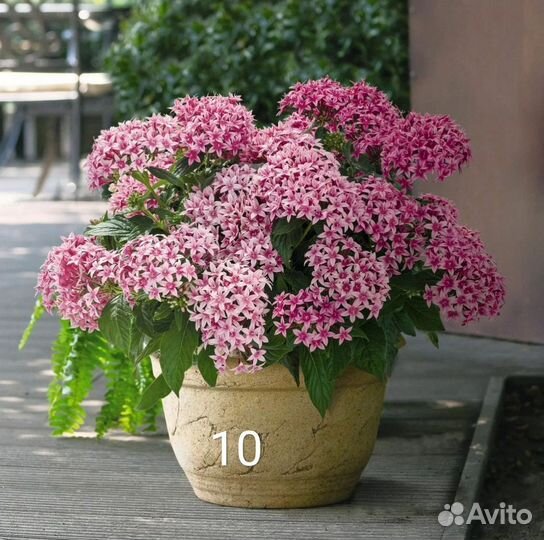 Пентас