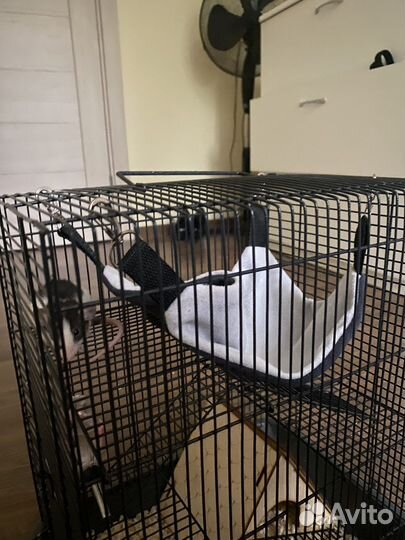 Гамак для грызунов