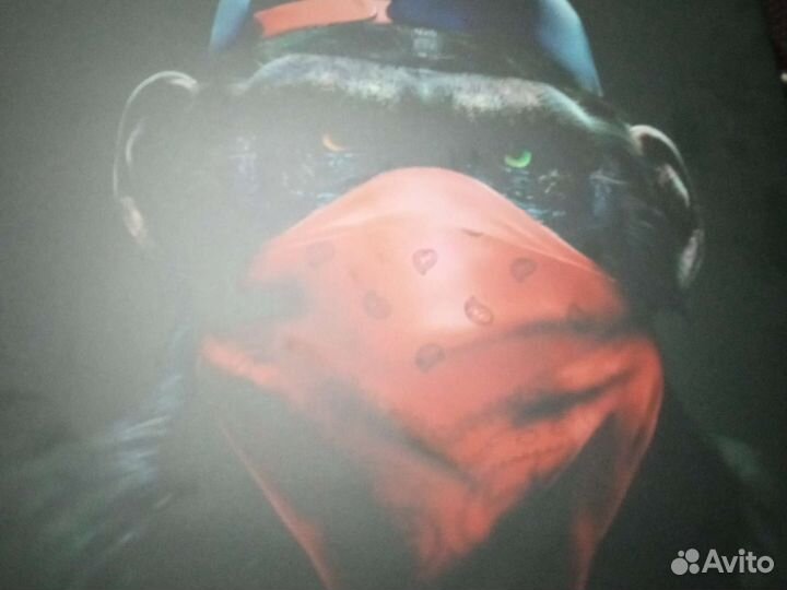 Картина обезьяна бандит