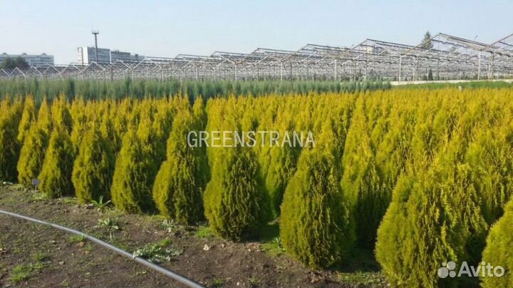 Туя западная Golden Smaragd/80-100 см