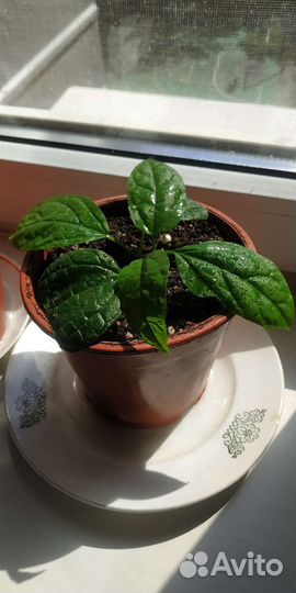 Комнатный цветок Клеродендрум Томпсона вариегатный