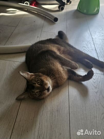 Чаузи f2 кошка вязка