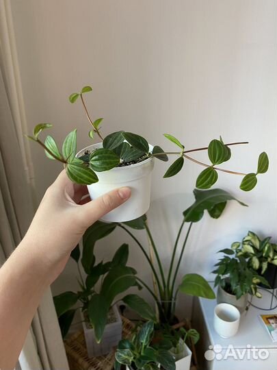 Пеперомия ангулата