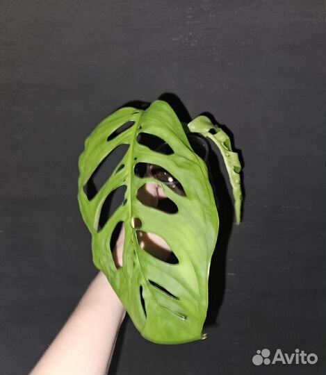 Монстера эскилето