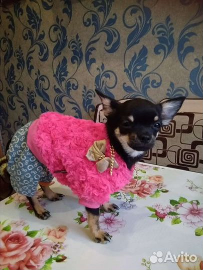 Ликвидация склада одежда для собак мелких пород