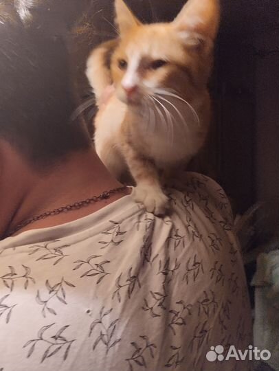 Рыжий котенок