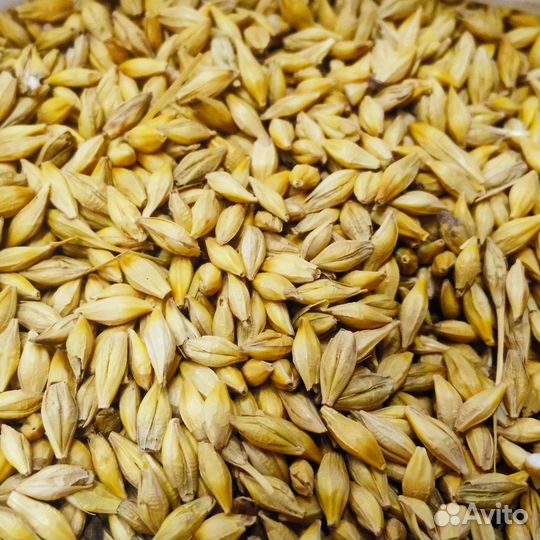 Рожь,пшеница,Ячмень