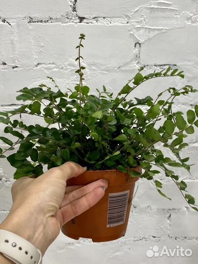 Пеллея круглолистная 25 см