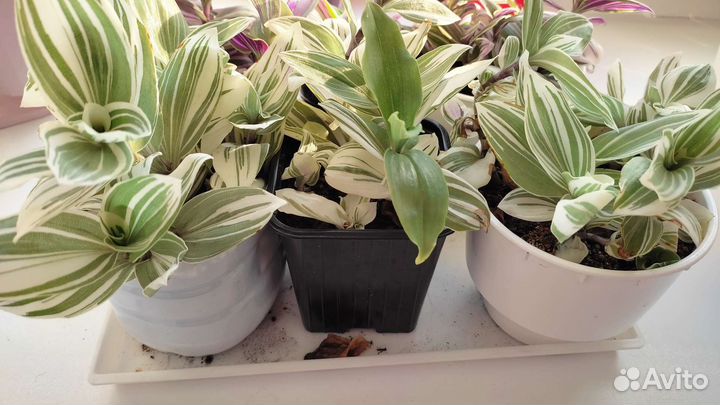 Комнатные растения, традесканция