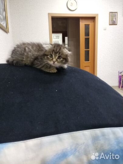 Котенок