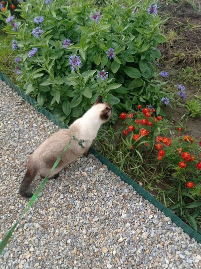 Участок 5,1 сот. (СНТ, ДНП)