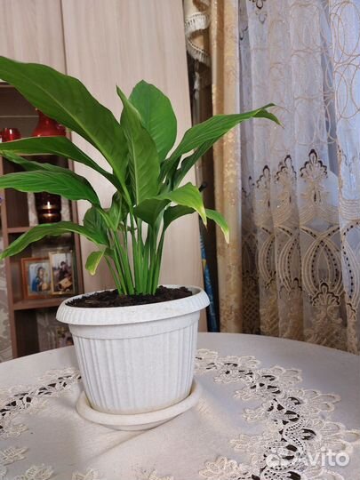 Спатифиллум