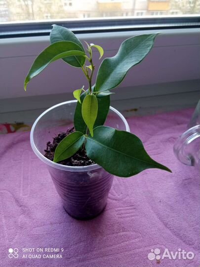 Комнатные растения