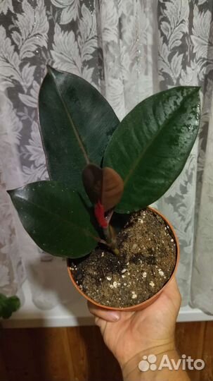 Фикус эластика Робуста