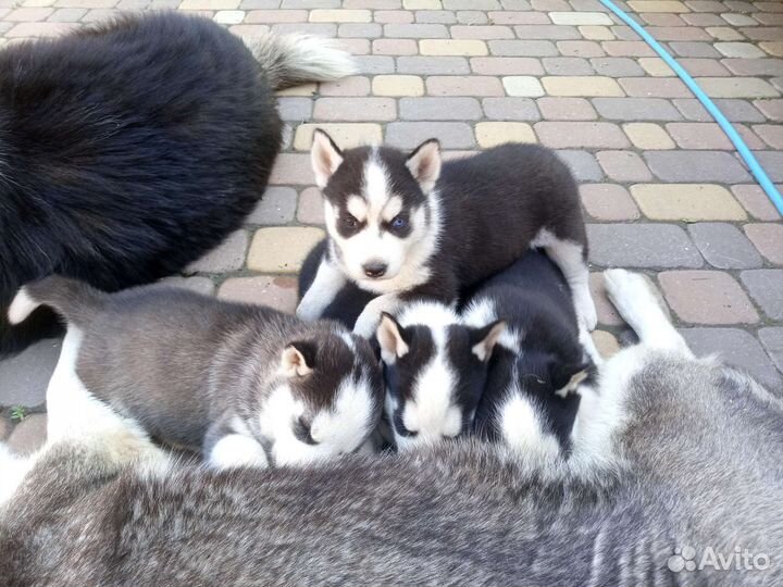 Щенки сибирской хаски