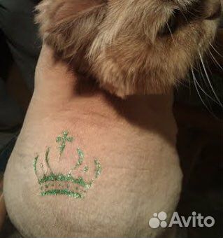 Стрижка кошек или котиков, собак. бесплатный выезд