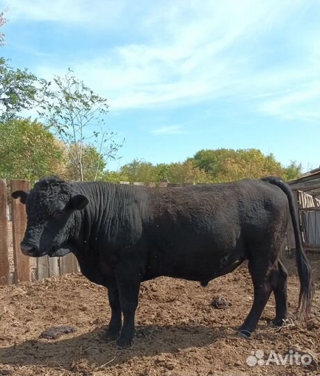 Бык на племя