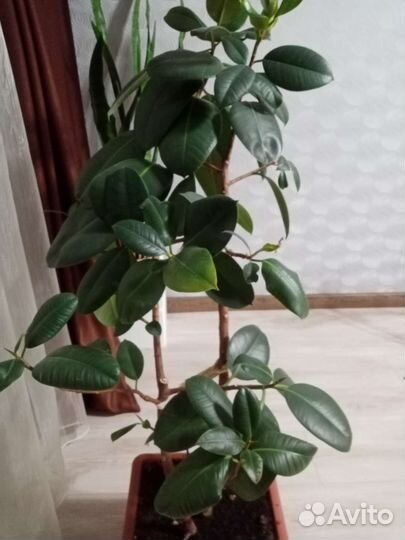 Фикус робуста