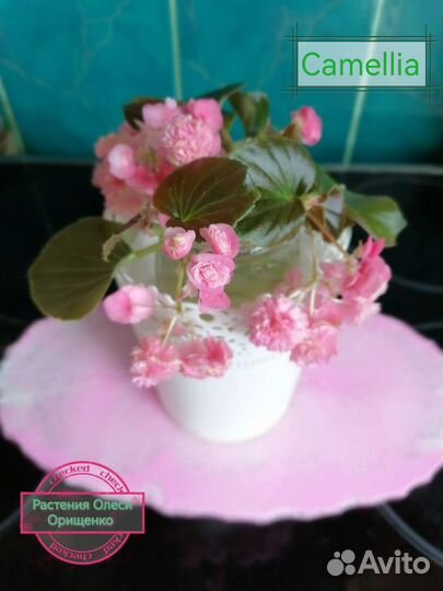 Комнатные растения цветы