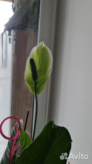 Продам цветы комнатные