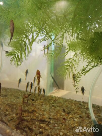 Креветки синие, сомики анциструсы