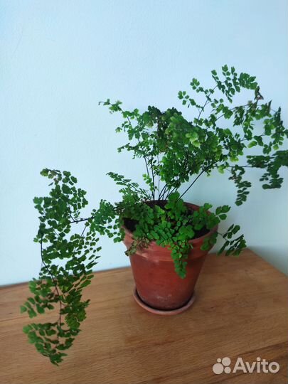 Папоротник адиантум Венерин волос