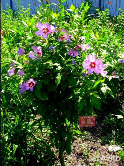 Саженцы гибискуса в горшке