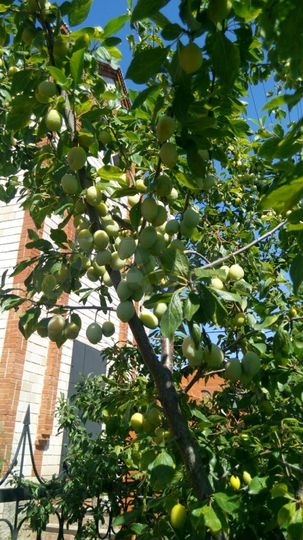 Коттедж 490 м² на участке 12 сот.