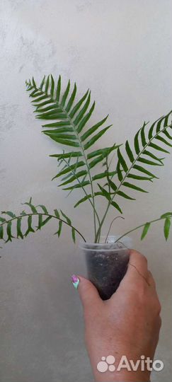 Папоротник Нефролепис Biserrata Fishtail