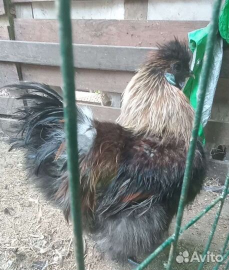 Петухи китайские шелковые