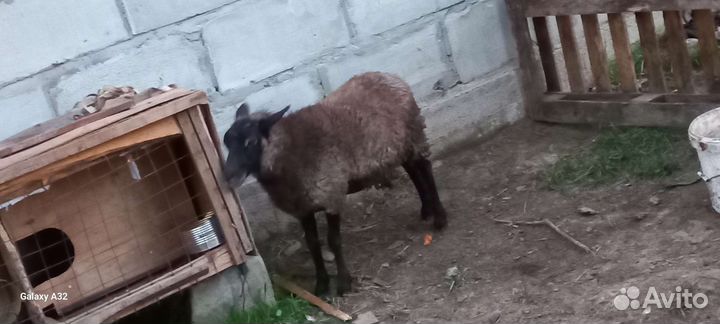 Овцы бараны