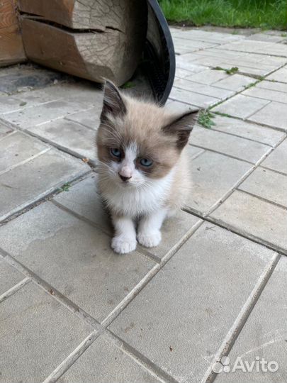 Котята в добрые руки даром