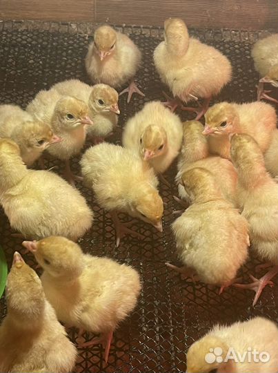 Индюшата тяжеловесы в наличии