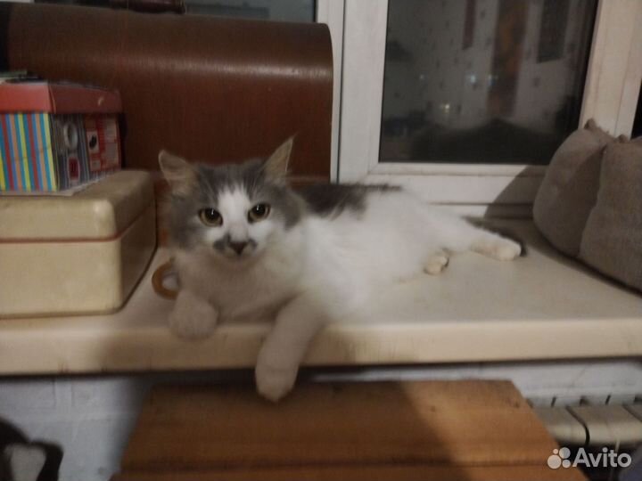 Кошка