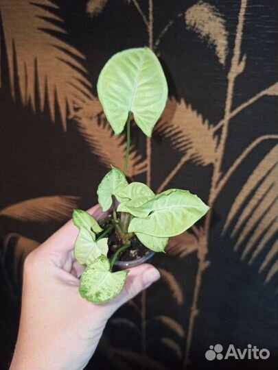 Комнатные цветы