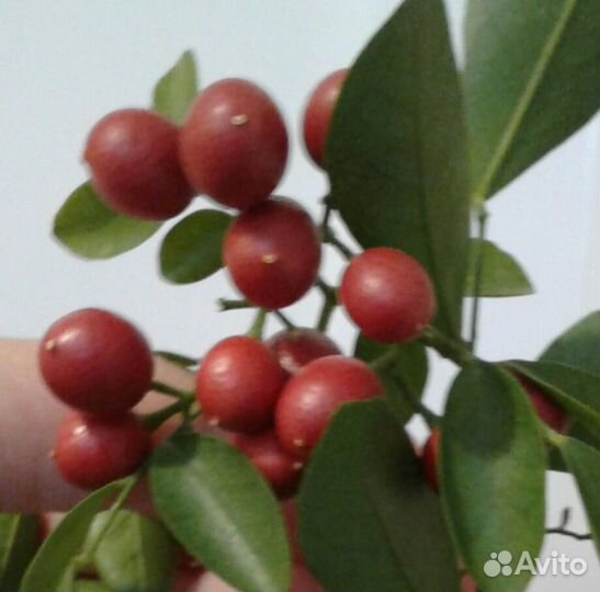 Муррайя метельчатая