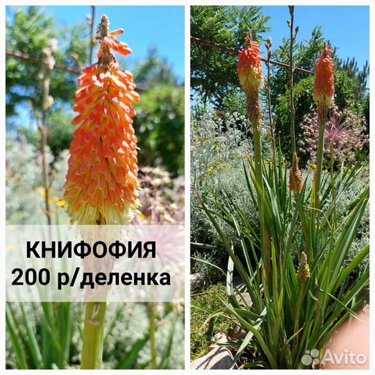 Можжевельник Blue Chip, Книфофия, Овсянница