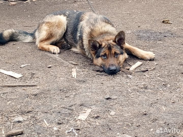 Немецкая овчарка