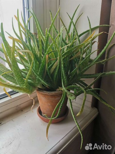 Алоэ вера домашнее растение