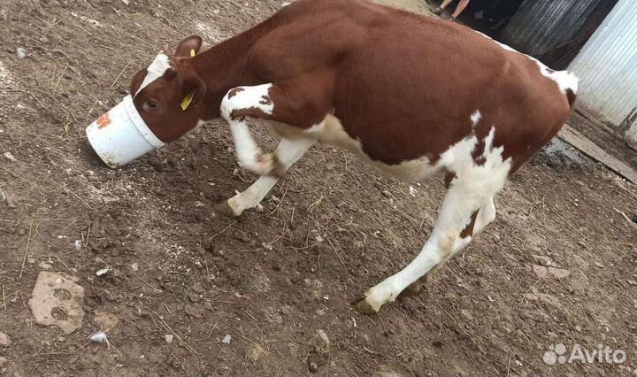 Телята телочки