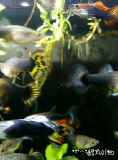 Рыбки гуппи