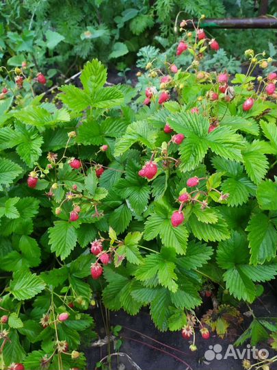 Клубника саженцы