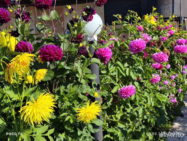 Георгины клубни