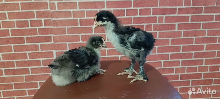 Цыплята маран