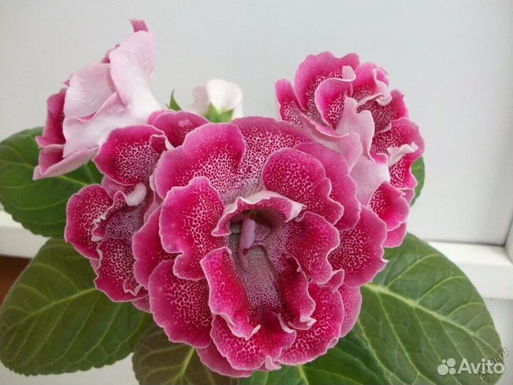 Глоксинии махровые