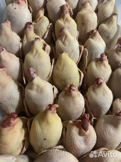 Тушки перепела