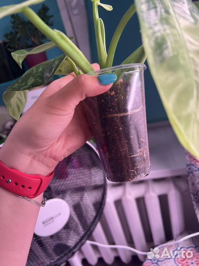 Филодендрон хосе буэно